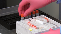 Person with gloved hand moving test tubes in a lab