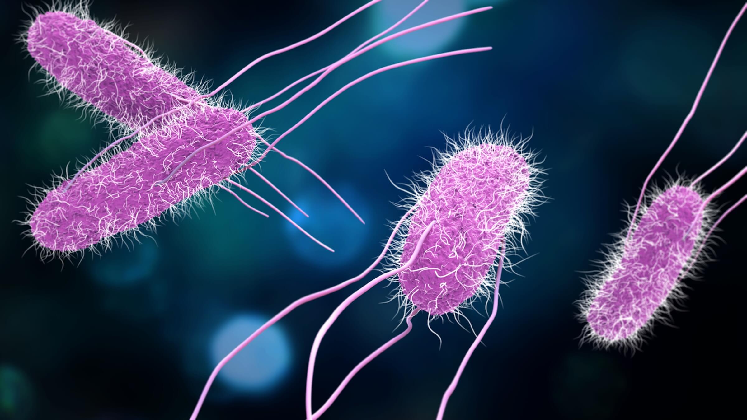 Magnified image of Salmonella