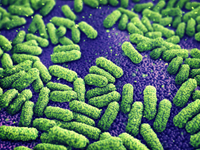 microscope view of Escherichia coli
