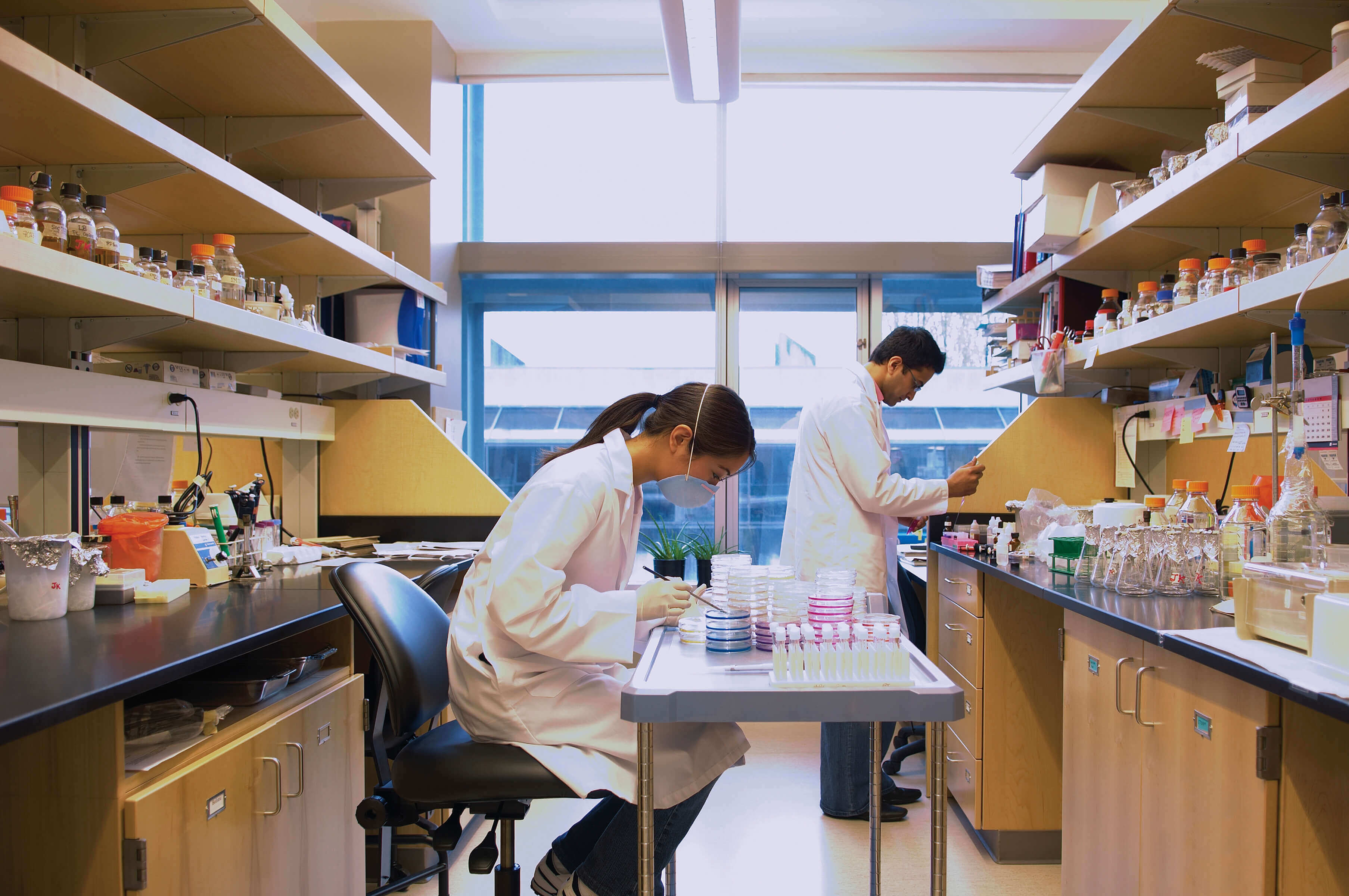 two scientists in a lab, female scientist sits at a bench examining petri dishes