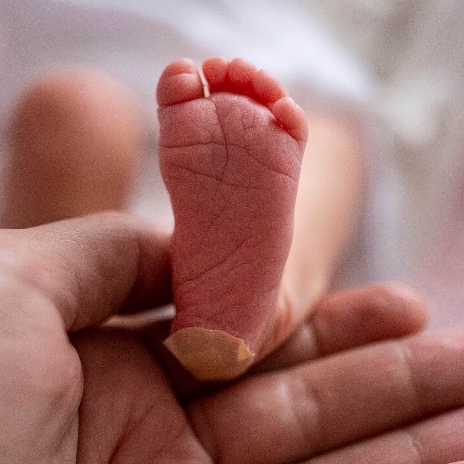 infant foot with bandage from newborn screening heel prick