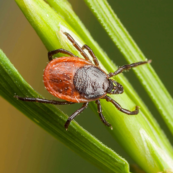 tick on a plant