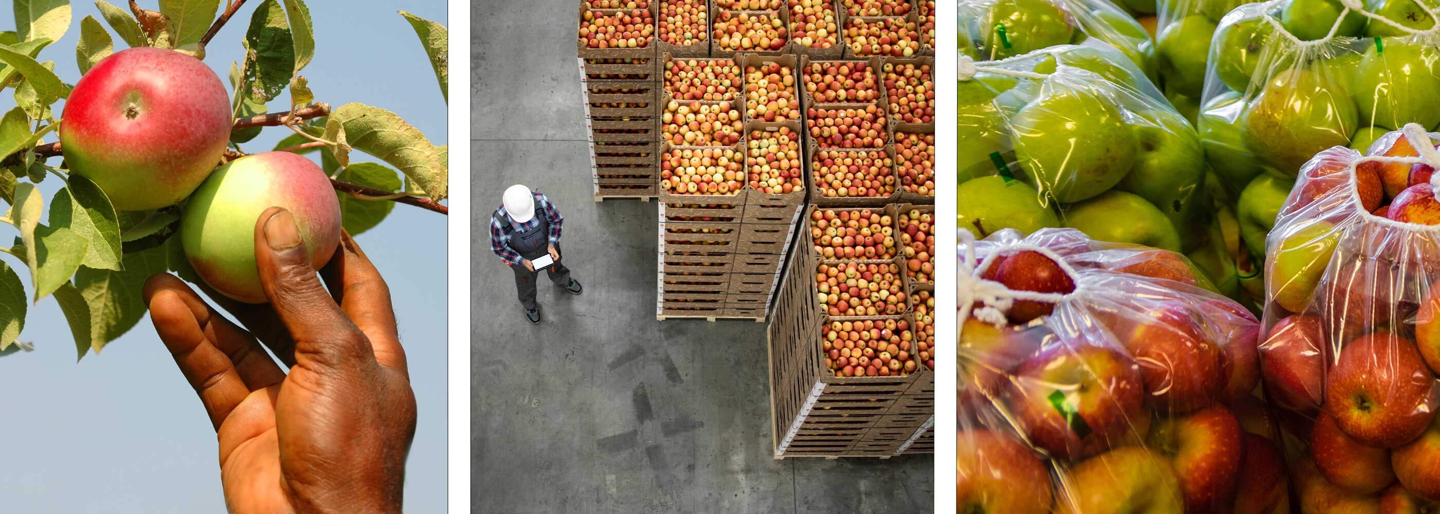 Quality, Safety, Traceability: Protecting the Food Supply for US Consumers