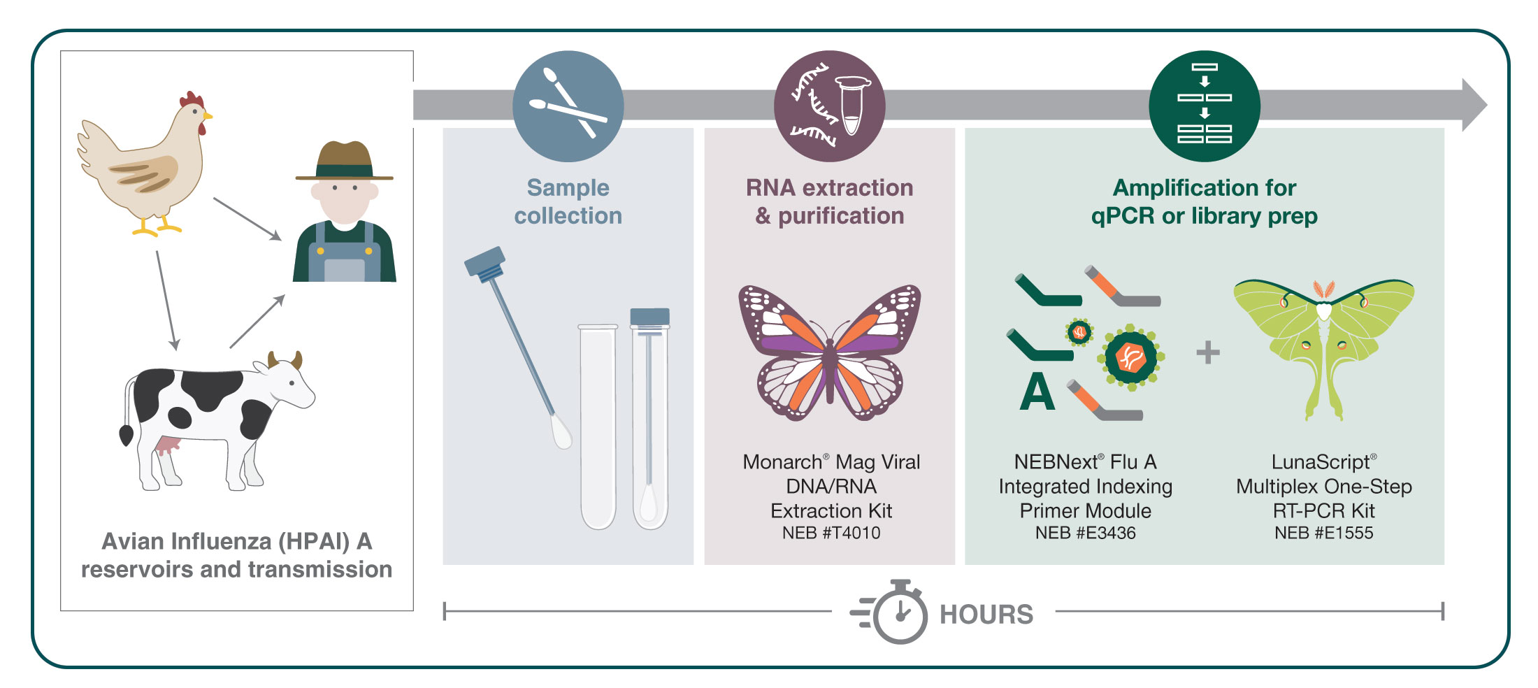 The complete NEB workflow for influenza A identification illustration. The complete NEB workflow for influenza A identification illustration.