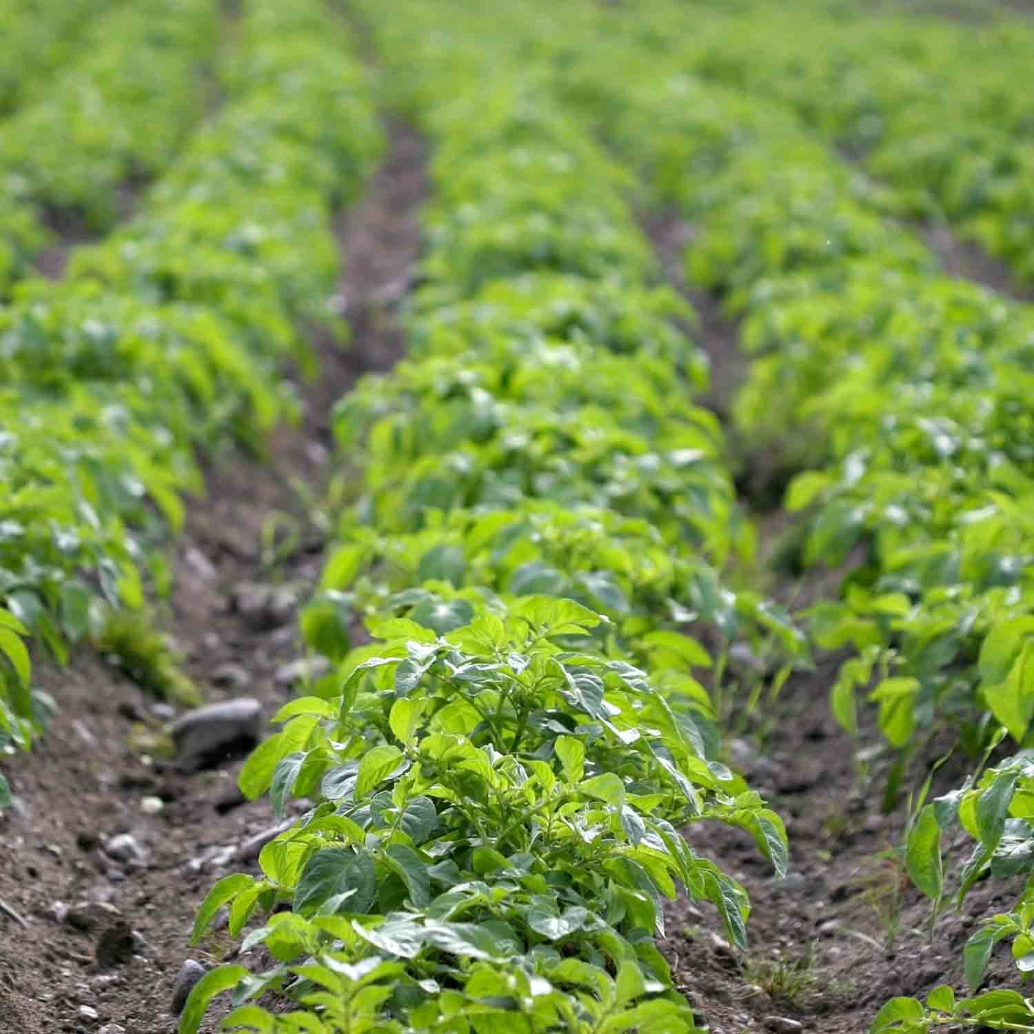 Rows of green crops in a field.